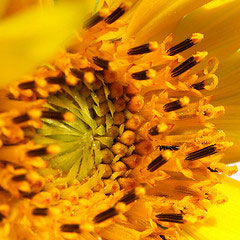 Thumbnail Sonnenblume