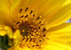 Sonnenblume Originalbild