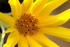 Kleine Ameise in Sonnenblume Originalbild